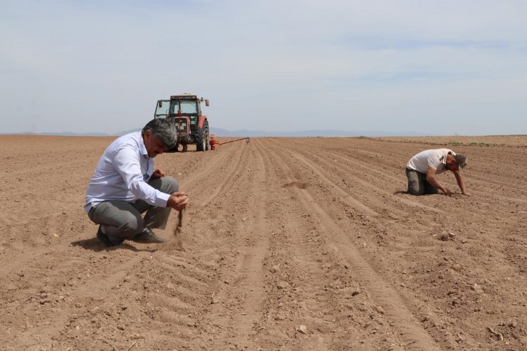 En büyük ikinci 'tahıl ambarı'nda kuraklık endişesi