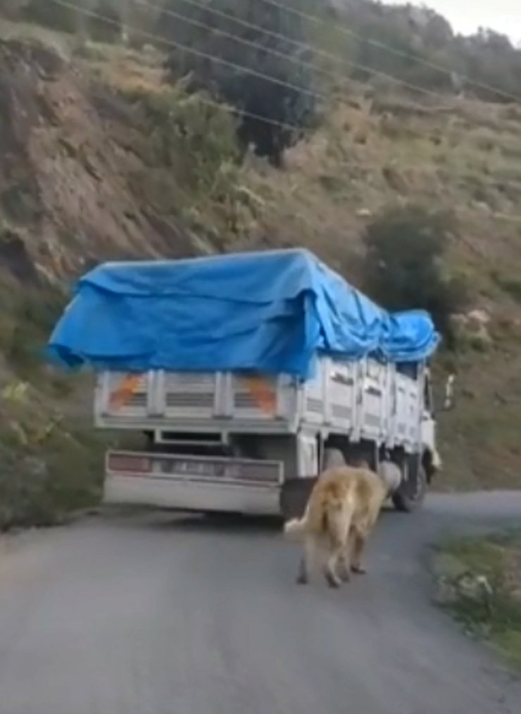 Kamyonun arkasına bağladığı köpekle yolculuk yapan sürücüye tepki