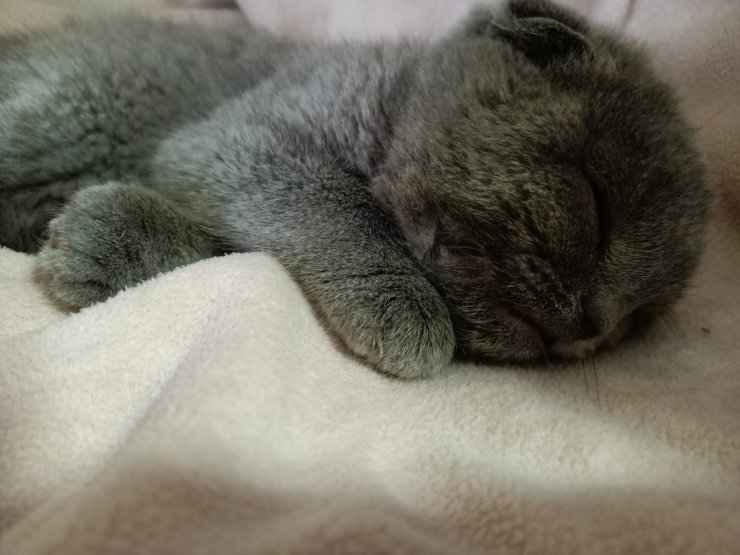 Kedi katiline 2 yıl hapis