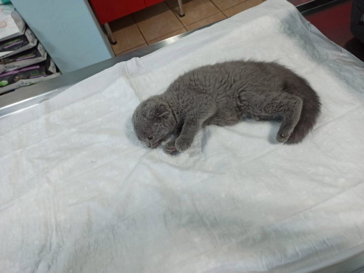 Kedi katiline 2 yıl hapis