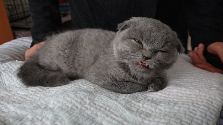 Kedi katiline 2 yıl hapis