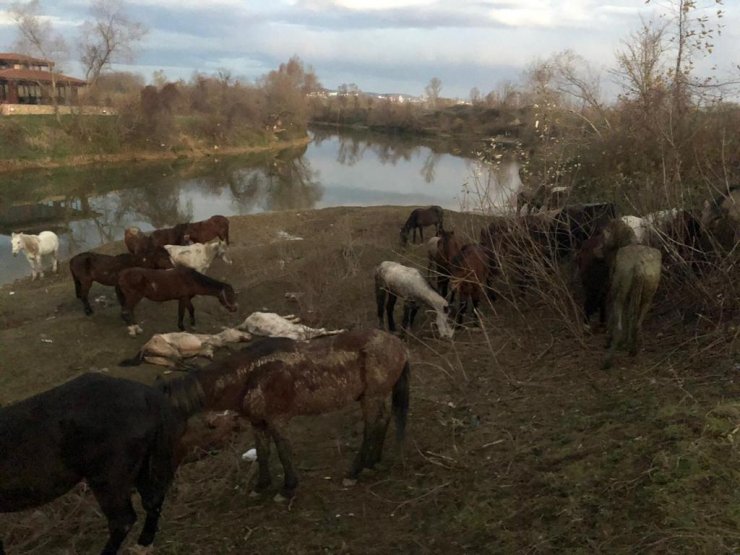 Kesilmekten kurtarılan at ve eşekler sahiplendirildi 
