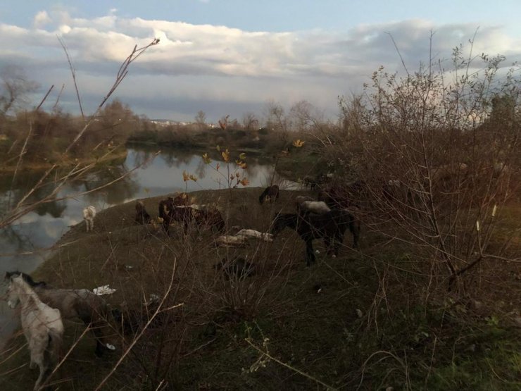 Kesilmekten kurtarılan at ve eşekler sahiplendirildi 