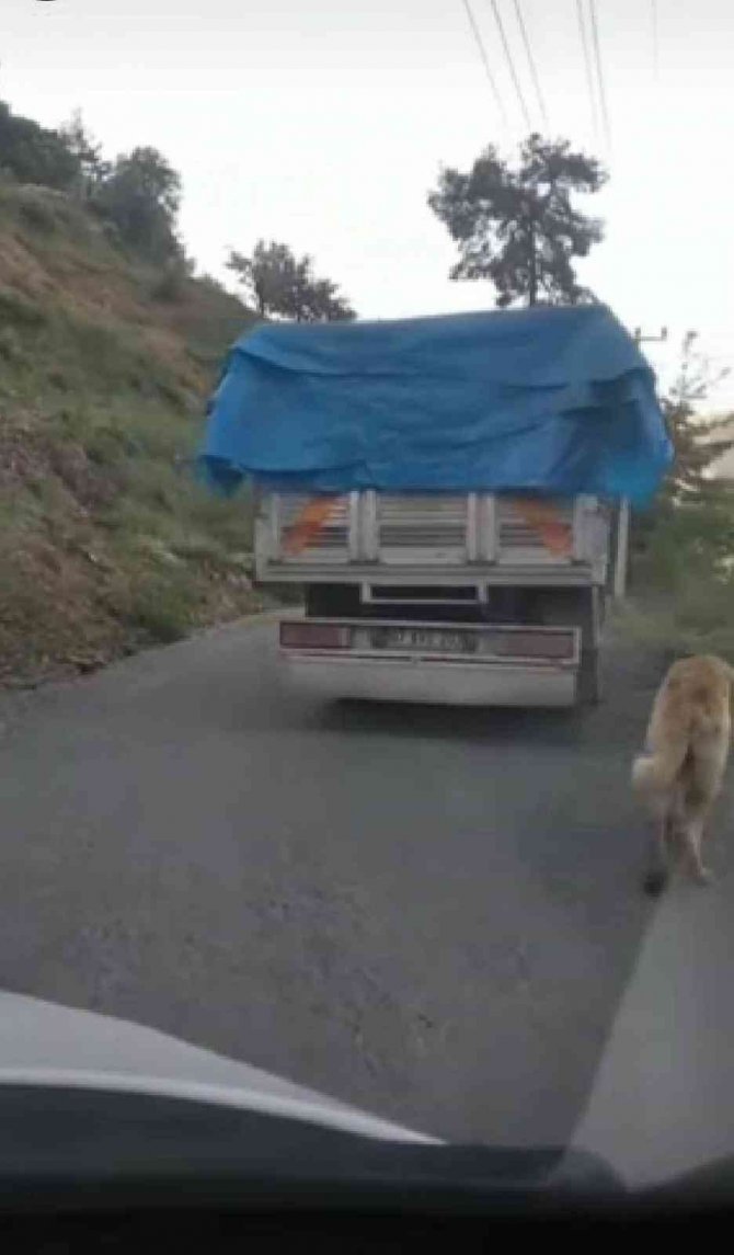 Köpeğini zincirle kamyonuna bağlayıp yolculuk yaptı