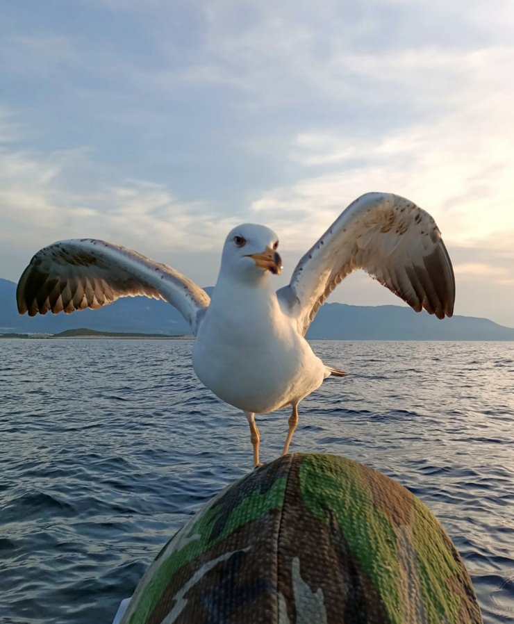 Martı 'Osman', avda teknesinden ayrılmıyor
