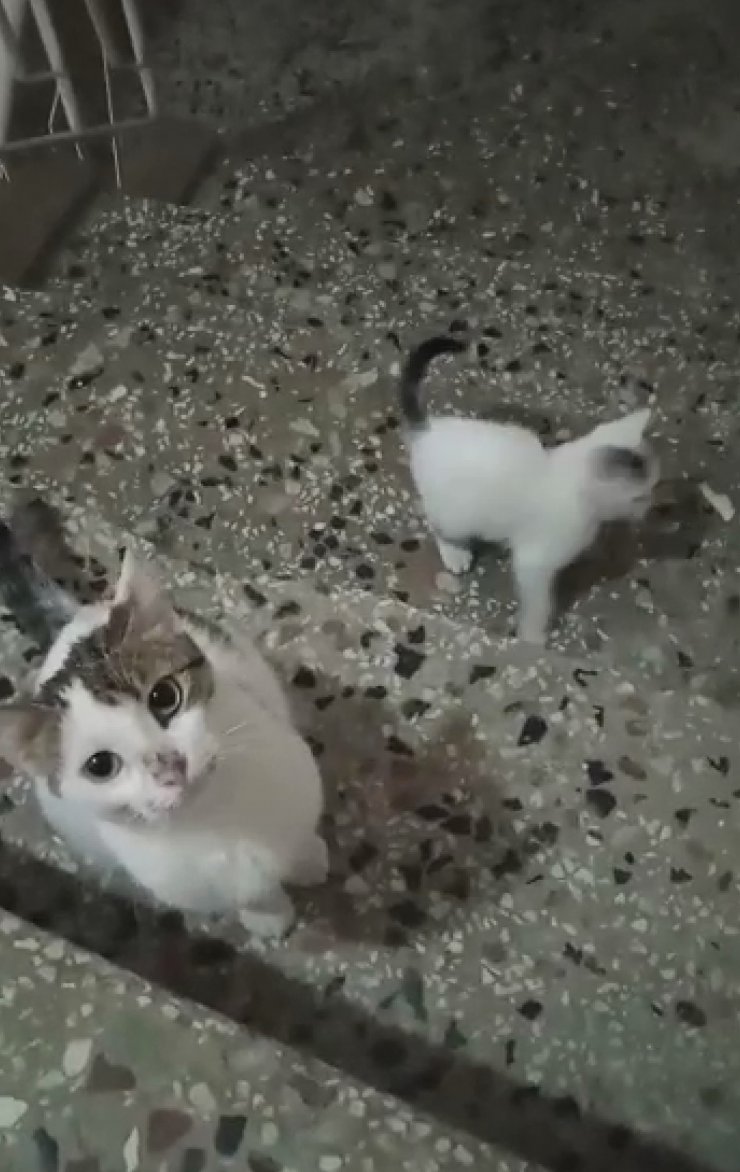 4 yavru kedi feci şekilde bulundu