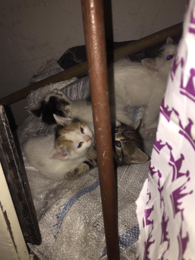 4 yavru kedi feci şekilde bulundu