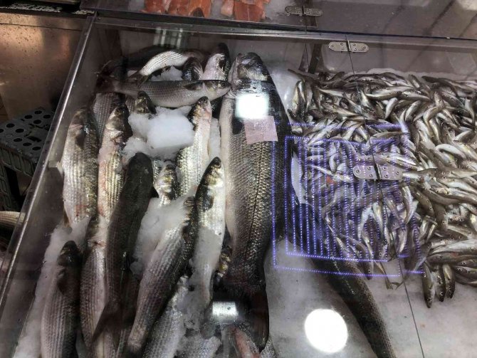 Balıkçı ağlarına 7 kiloluk levrek takıldı