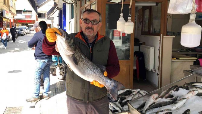 Balıkçı ağlarına 7 kiloluk levrek takıldı