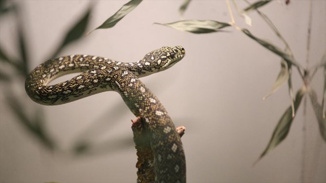 Dünyada 5 sürüngenden 1'i yok olma tehlikesiyle karşı karşıya