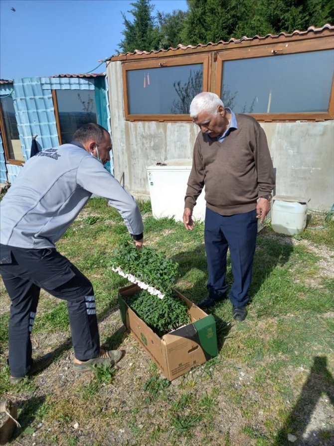 Edirne'de huzurevi sakinleri meyve sebze yetiştiriyor
