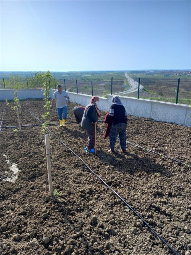 Edirne'de huzurevi sakinleri meyve sebze yetiştiriyor