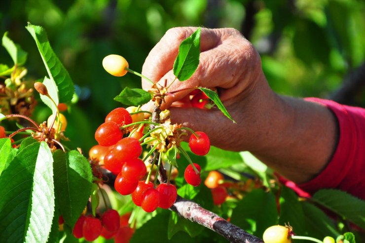 Sezonun ilk kirazı 700 TL'den satıldı