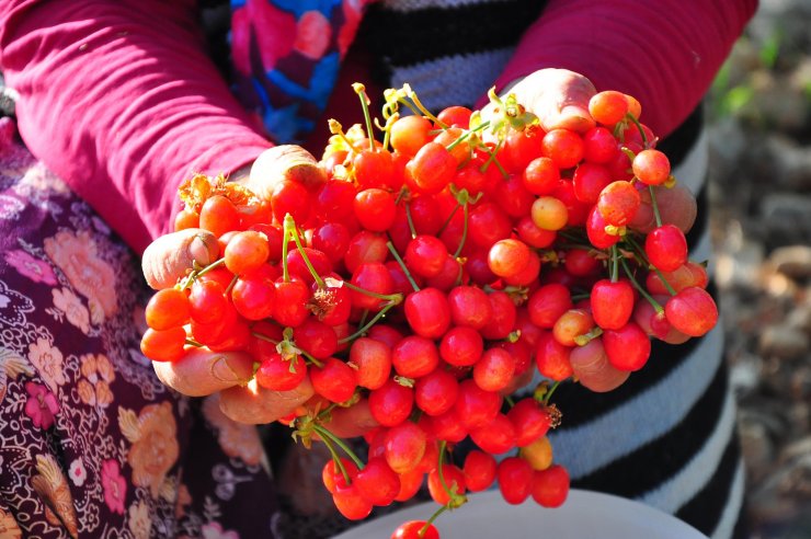 Sezonun ilk kirazı 700 TL'den satıldı