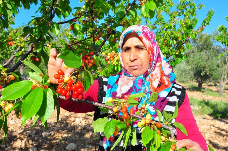 Sezonun ilk kirazı 700 TL'den satıldı