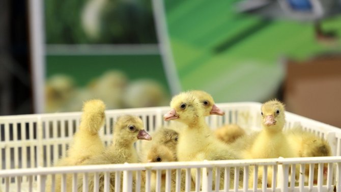 Üreticiye 2 bin kaz yavrusu desteği