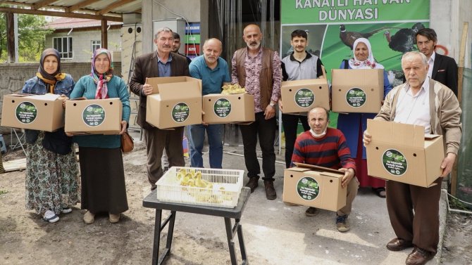 Üreticiye 2 bin kaz yavrusu desteği