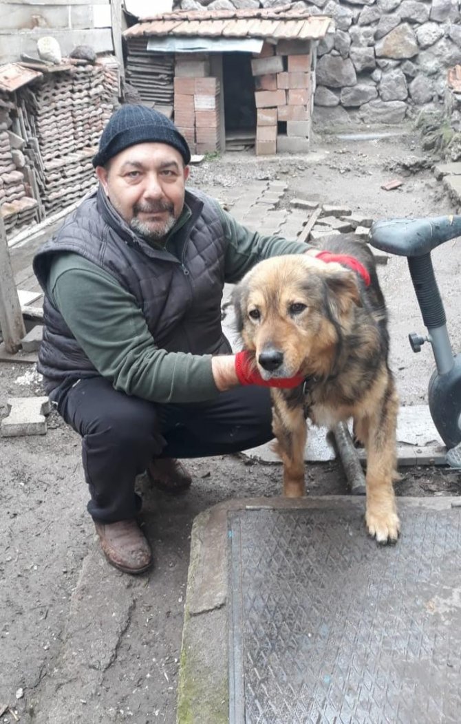 10 yıldır baktığı köpeği barınakta ortadan kayboldu