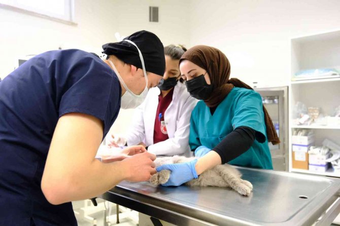 Beşinci kattan düşüp çenesi kırılan kedi sağlığına kavuştu