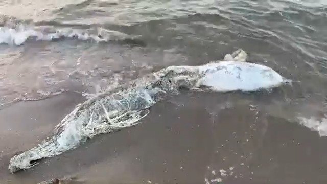 Bursa’da bir ölü yunus balığı daha karaya vurdu