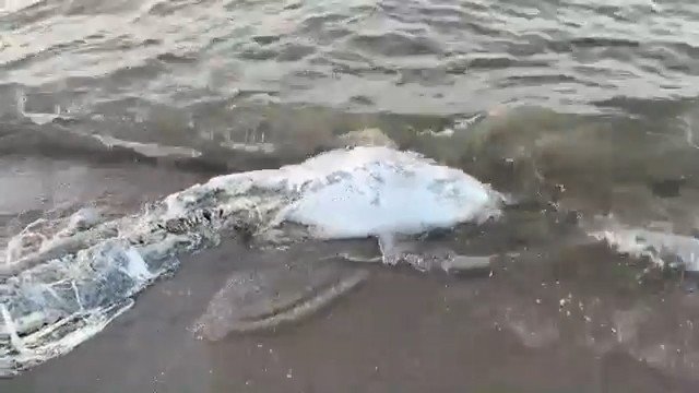Bursa’da bir ölü yunus balığı daha karaya vurdu