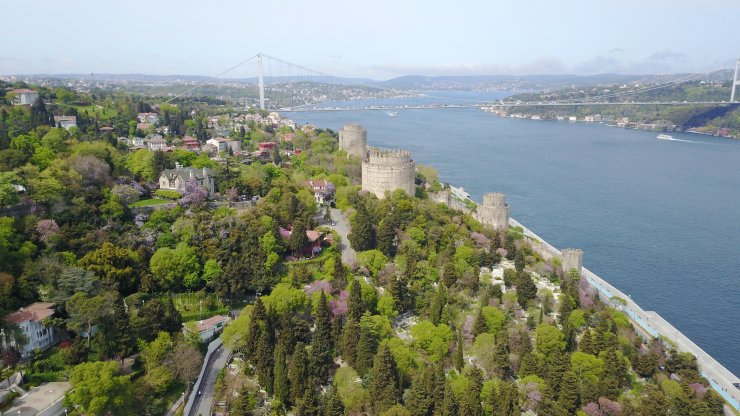 Çiçek açan erguvanlar İstanbul Boğazı'nı süsledi 