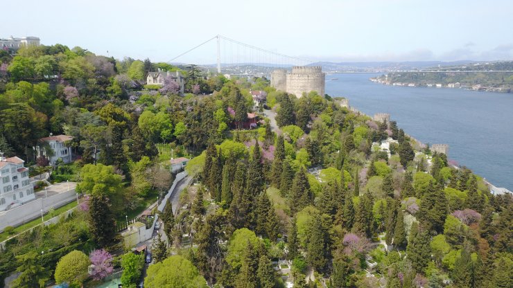 Çiçek açan erguvanlar İstanbul Boğazı'nı süsledi 