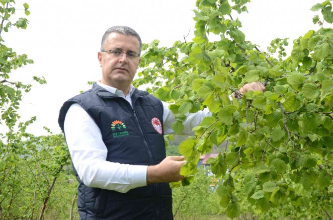 Fındıkta külleme mücadelesi başladı