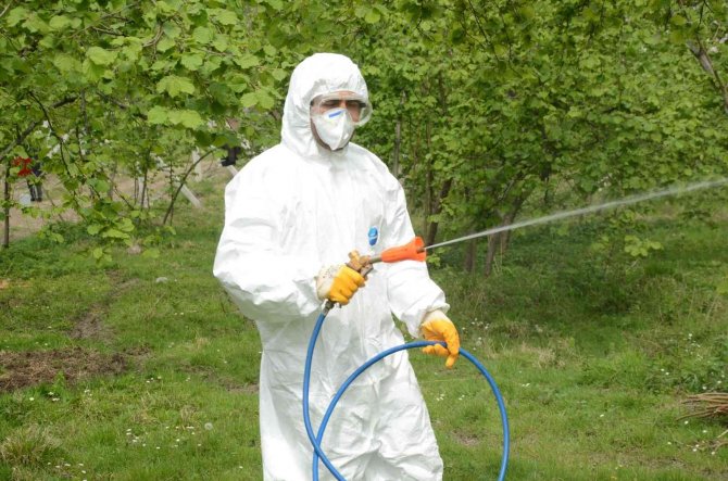 Fındıkta külleme mücadelesi başladı