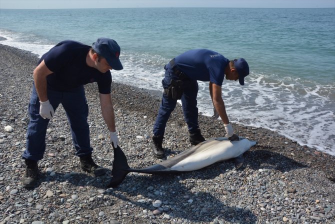Kıyıda ölü yunus bulundu
