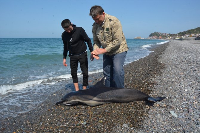 Kıyıda ölü yunus bulundu