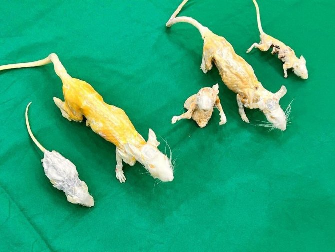 Kadavraların ömrünü uzatan teknik geliştirildi