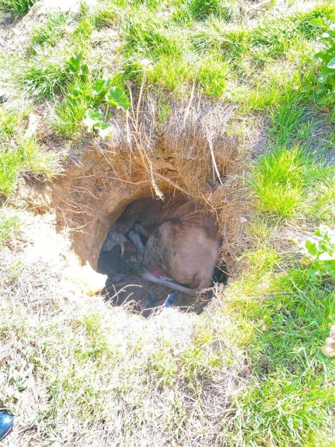 Konya’da kuyuya düşen inek kurtarıldı