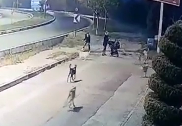 Köpeklerin saldırısında yaralandı