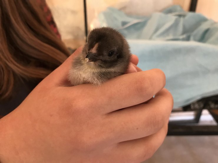 Okuldaki kuluçka merkezinde bıldırcın ve civciv üretiyor