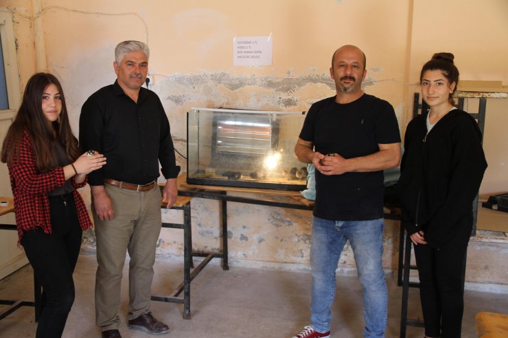 Okuldaki kuluçka merkezinde bıldırcın ve civciv üretiyor