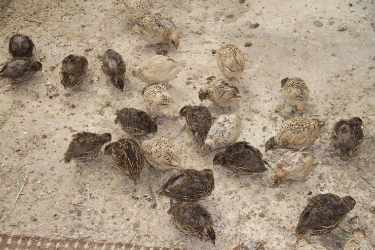 Okuldaki kuluçka merkezinde bıldırcın ve civciv üretiyor