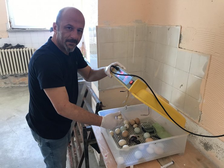 Okuldaki kuluçka merkezinde bıldırcın ve civciv üretiyor