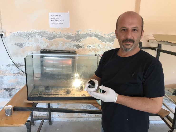 Okuldaki kuluçka merkezinde bıldırcın ve civciv üretiyor