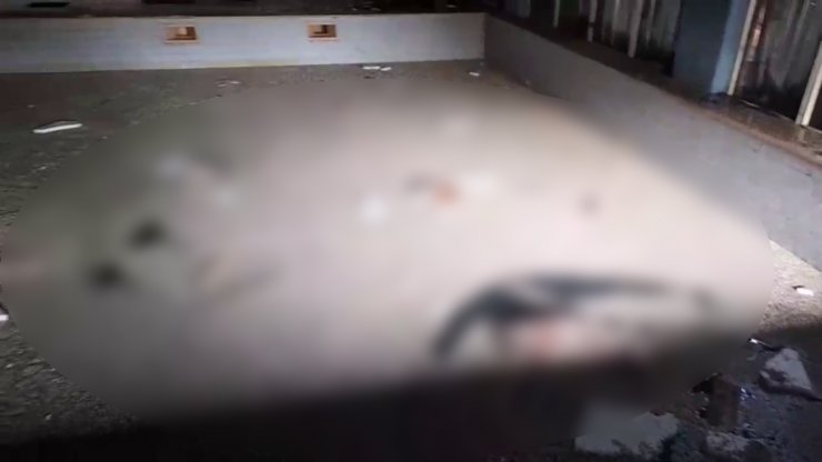 Otelin havuzu sokak hayvanlarına ölüm tuzağı oldu