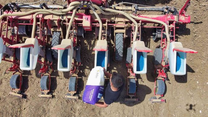 Pamuk yeniden boy verecek