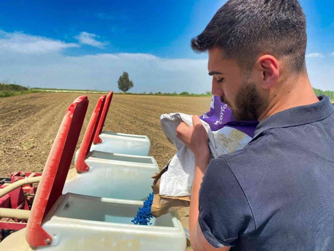 Pamuk yeniden boy verecek