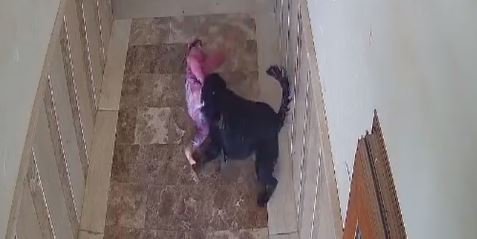 Apartmanın koridorunda oynarken köpeğin saldırdığı çocuğun yaralandı anlar kamerada