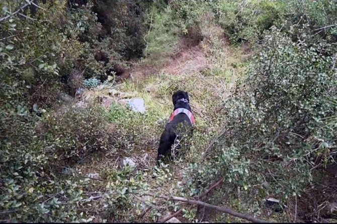 Cinayet zanlısı ormanlık alanda ölmek üzereyken yakalandı