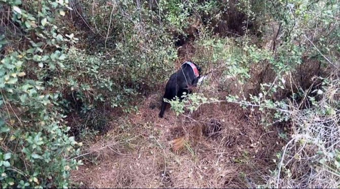 Cinayet zanlısı ormanlık alanda ölmek üzereyken yakalandı