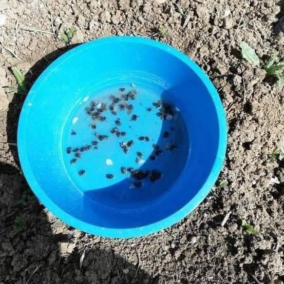 Meyve üreticilerine ’Bakla zınnı’ böceği zararlısıyla mücadele uyarısı