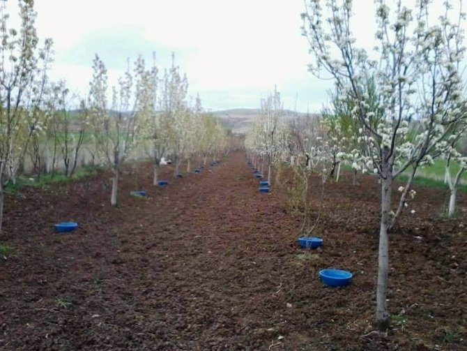 Meyve üreticilerine ’Bakla zınnı’ böceği zararlısıyla mücadele uyarısı
