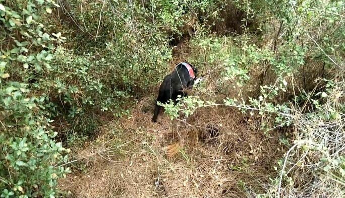 Otomobildeki çifte cinayetin şüphelisi ormanda yakalandı