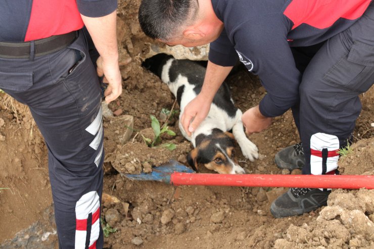 Toprak altında kalan anne köpek ve 3 yavrusunu itfaiye kurtardı