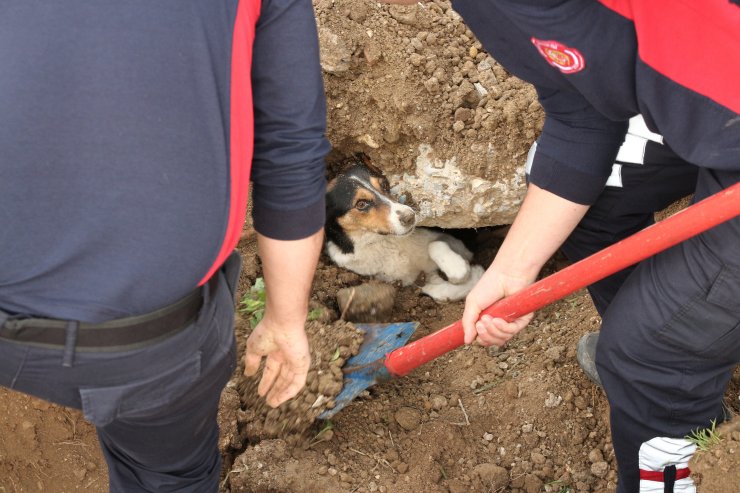 Toprak altında kalan anne köpek ve 3 yavrusunu itfaiye kurtardı